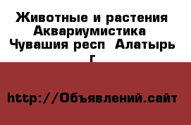 Животные и растения Аквариумистика. Чувашия респ.,Алатырь г.